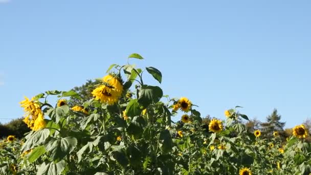 Zonnebloemenveld Overdag — Stockvideo