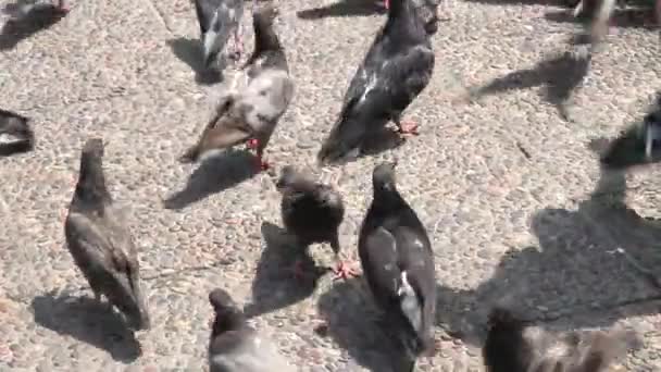 Bir Grup Güvercin Besleniyor — Stok video