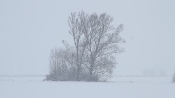 Landschap Van Een Boom Sneeuw — Stockvideo