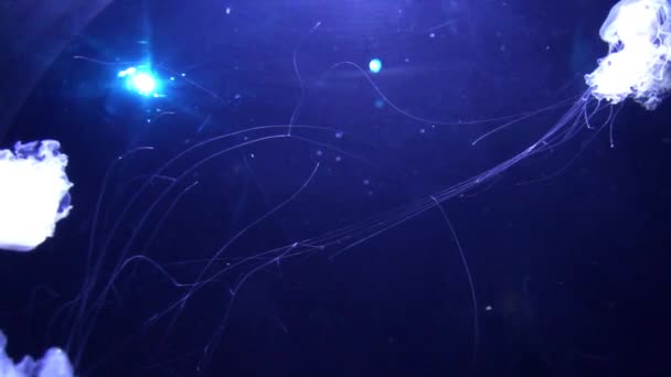水族館でのクラゲのビデオ — ストック動画