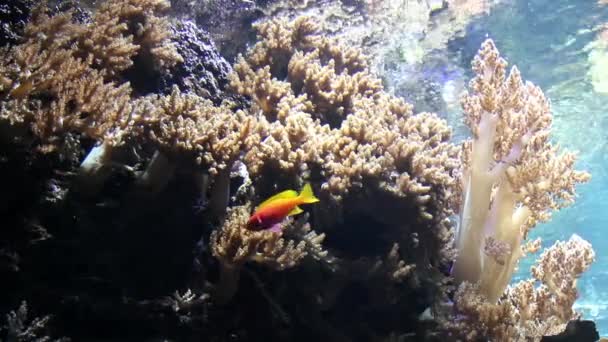 Γραφική Άποψη Κοραλλιών Και Ψαριών Υποθαλάσσιο Τοπίο — Αρχείο Βίντεο