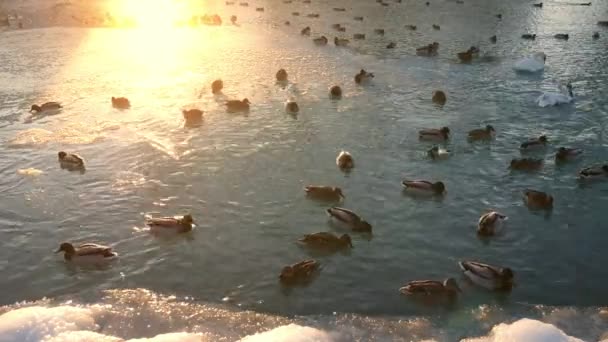 Kuğular Ördekler Donmuş Balaton Gölünde Yüzer — Stok video