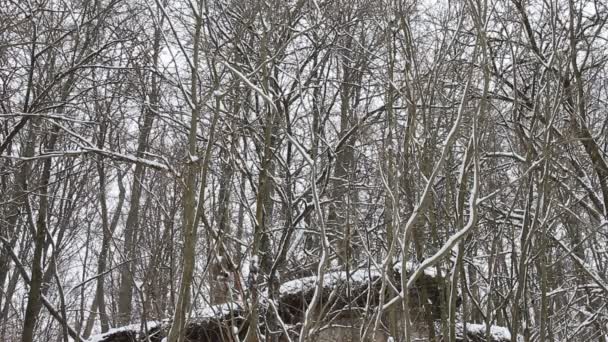 冬林白雪公主的景致 — 图库视频影像