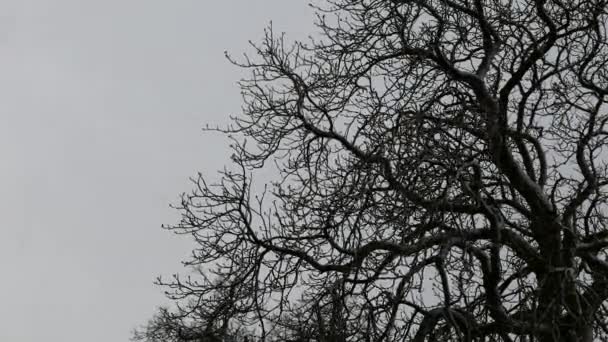多风天气下公园内树木的遮挡 — 图库视频影像