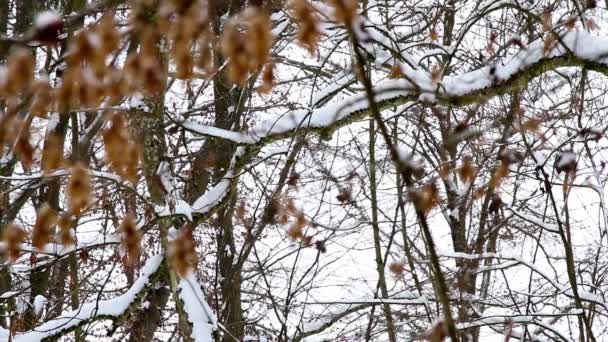 冬の森 昼間の雪景色 — ストック動画