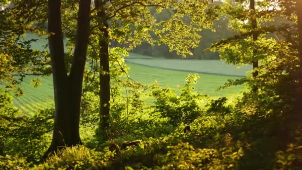 Scenic View Sunlight Green Forest — Stock Video