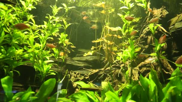 Video Van Een Aquarium Vol Kleurrijke Vissen — Stockvideo