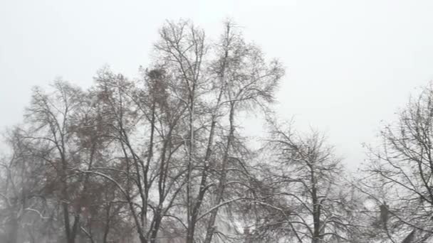 Vista Panorámica Los Árboles Nevados Bosque Invierno Durante Día — Vídeos de Stock