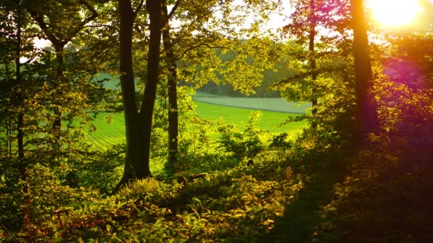 绿林中的阳光景致 — 图库视频影像