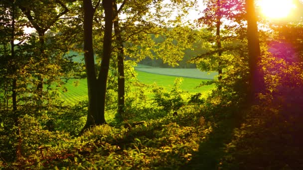 Vista Panorámica Luz Del Sol Bosque Verde — Vídeo de stock