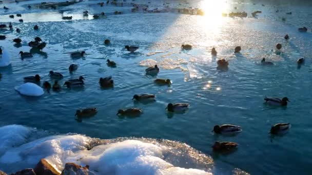 天鹅和鸭子在冰冻的巴拉顿湖上游泳 — 图库视频影像