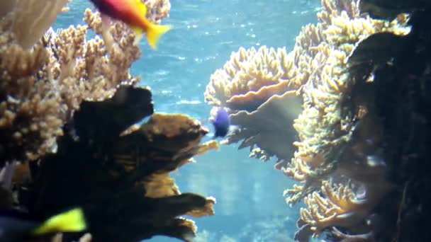 Vista Panoramica Coralli Pesci Paesaggio Sottomarino — Video Stock