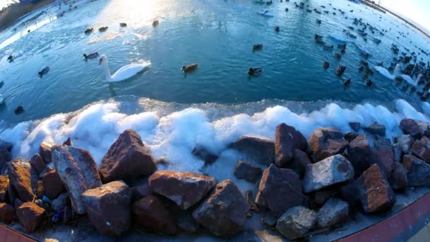 Schwäne Und Enten Schwimmen Auf Zugefrorenem Plattensee — Stockvideo