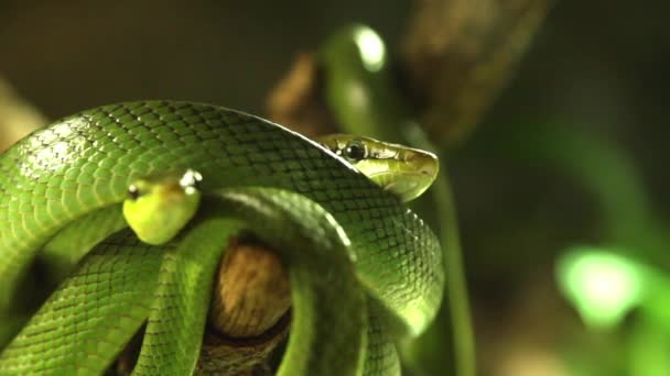 在水族馆爬行的蛇 — 图库视频影像