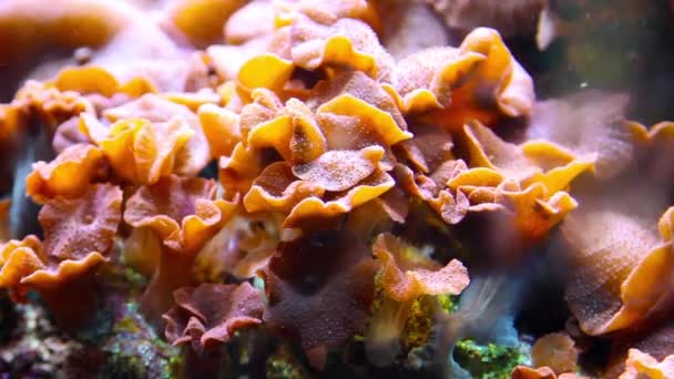 Naturskön Utsikt Över Koraller Och Fisk Undervattenslandskap — Stockvideo