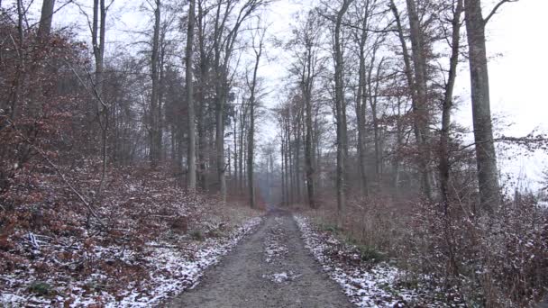 Χιονισμένο Δρόμο Που Περιβάλλεται Από Δέντρα Στο Φθινοπωρινό Πάρκο — Αρχείο Βίντεο