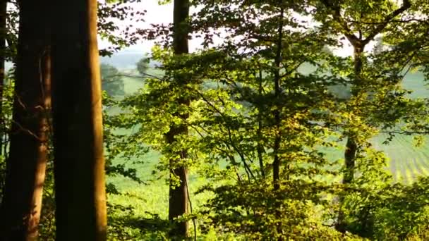 Vista Panorámica Luz Del Sol Bosque Verde — Vídeos de Stock