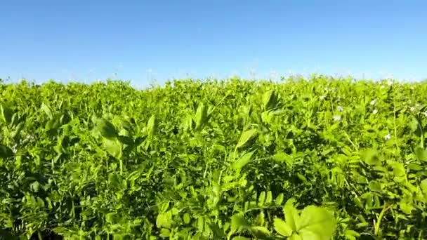 Vista Panorámica Del Campo Verde Durante Día — Vídeo de stock