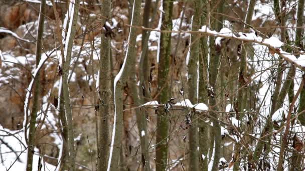 Vista Panoramica Alberi Innevati Nella Foresta Invernale Giorno — Video Stock