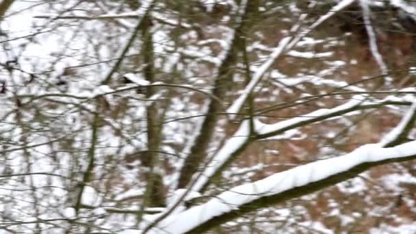 Vue Panoramique Sur Les Arbres Enneigés Forêt Hiver Jour — Video