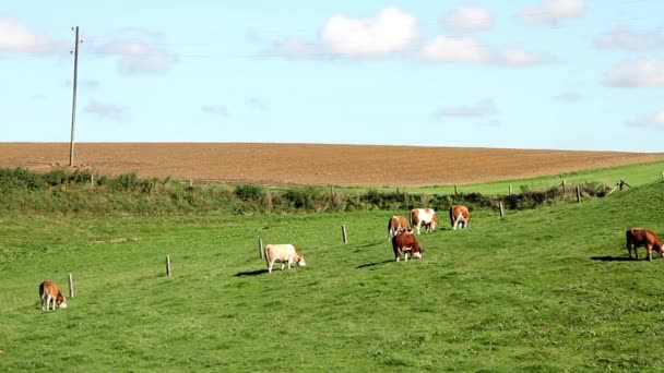 Vacas Pastando Prado Durante Día — Vídeos de Stock