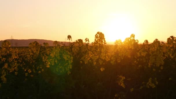 Beelden Van Gele Bloemen Weide Heldere Gouden Zonsondergang Hemel — Stockvideo