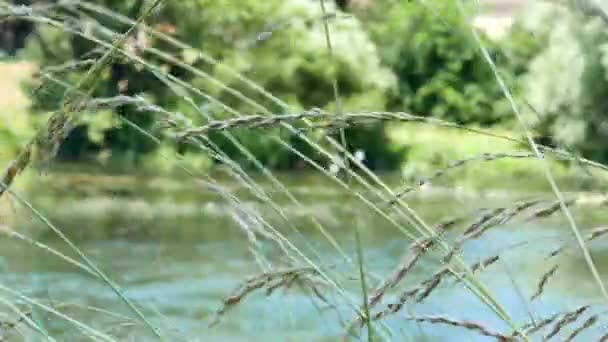 Nahaufnahme Von Grasbeben Wind Vor Einem Fluss — Stockvideo
