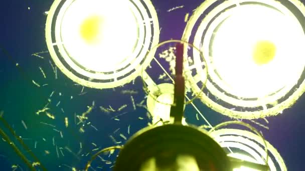 Insects Flying Close Light Street Lamp Night — Stock Video