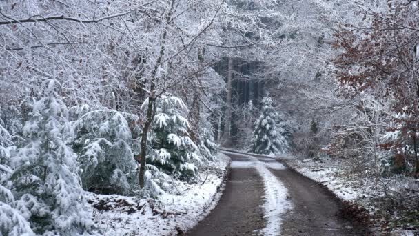 Video Mit Blick Auf Einen Schneebedeckten Winterwald Und Eine Straße — Stockvideo