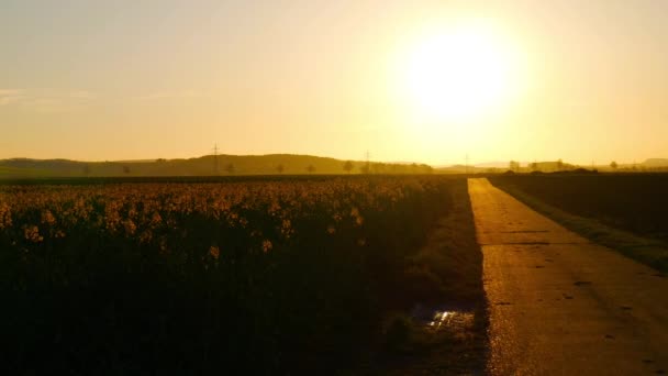 Кадри Заміської Смуги Заході Сонця Соняшниковим Полем — стокове відео