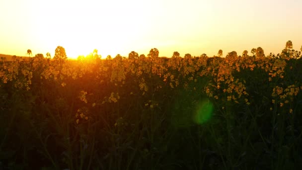 Filmación Flores Amarillas Prado Brillante Cielo Dorado Puesta Del Sol — Vídeo de stock