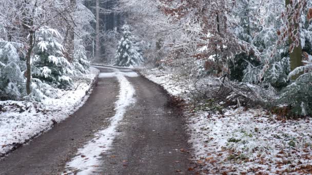 Video Mit Blick Auf Einen Schneebedeckten Winterwald Und Eine Straße — Stockvideo