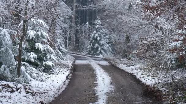 Video Mit Blick Auf Einen Schneebedeckten Winterwald Und Eine Straße — Stockvideo