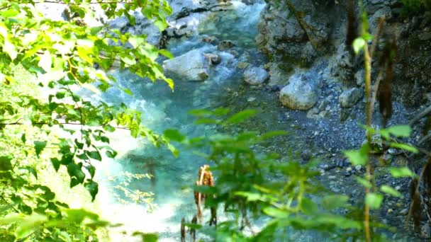 Video Med Utsikt Från Träden Floden Soca Rinner Genom Berget — Stockvideo