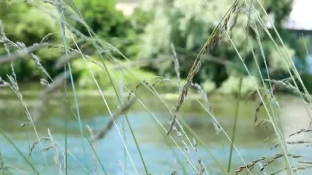 Primer Plano Imágenes Hierba Sacude Viento Frente Río — Vídeo de stock