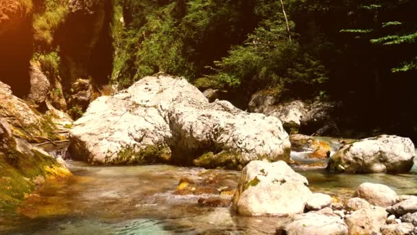 Vieo Rivière Soca Avec Une Eau Cristalline Traverse Forêt Verte — Video
