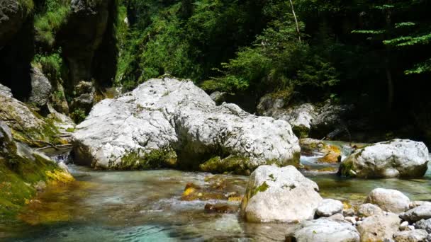 透明な水のあるソカ川の映像はスロベニアの緑の森を通って流れています 大きな岩 水の風景 — ストック動画