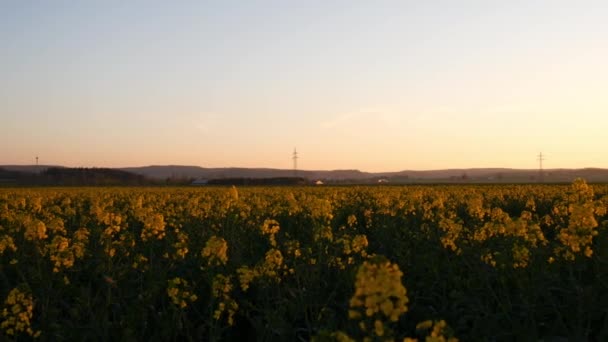 Verfilmung Von Gelben Blumen Wiese Und Hell Goldenen Sonnenuntergang Himmel — Stockvideo
