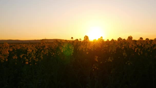 Verfilmung Von Gelben Blumen Wiese Und Hell Goldenen Sonnenuntergang Himmel — Stockvideo