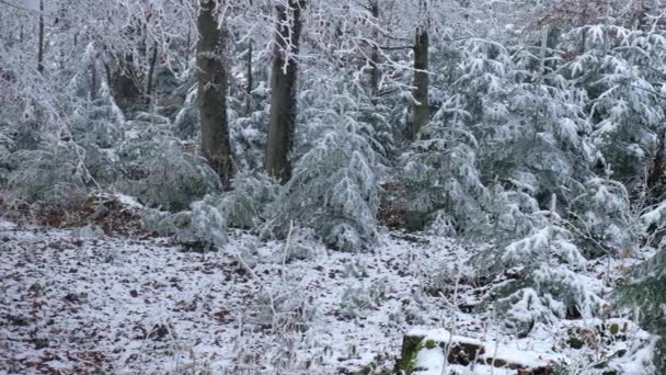 Images Belle Forêt Enneigée Pendant Hiver — Video