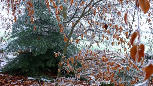 Filmagem Bela Floresta Coberta Neve Durante Inverno — Vídeo de Stock