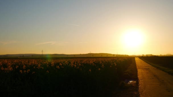 Aufnahme Eines Feldweges Sonnenuntergang Mit Einem Sonnenblumenfeld — Stockvideo