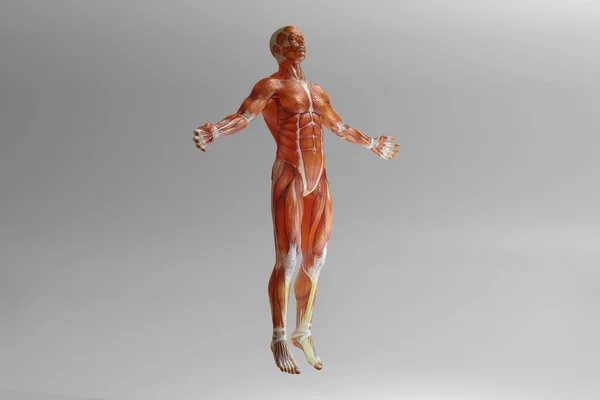 Human anatomy visualisation — Stock Photo, Image