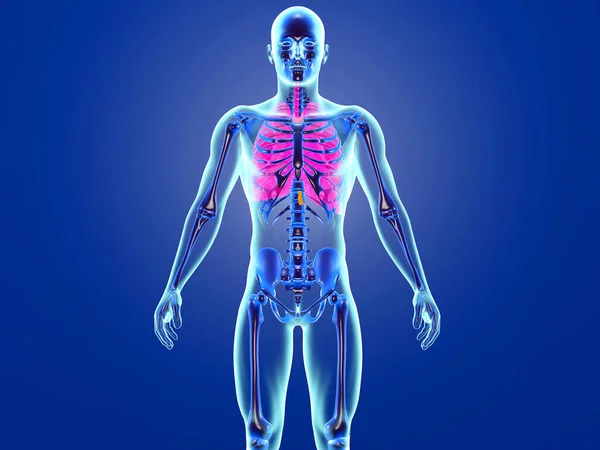 Visualización de anatomía humana de los pulmones — Foto de Stock