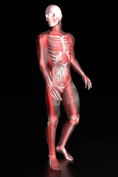 人体解剖学可视化 — 图库照片