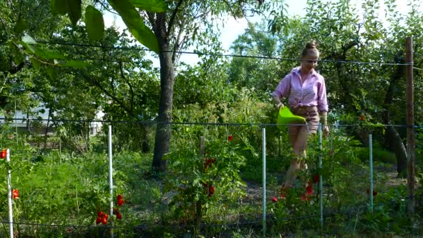 Кадри Молодої Жінки Поливають Свіжі Органічні Овочі Красивому Еко Саду — стокове відео