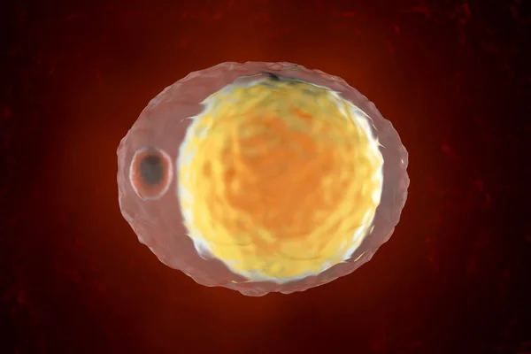 Een enkele vetcel ook bekend onder de naam Adipocyte — Stockfoto