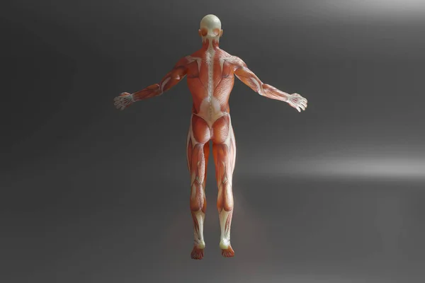 Visualización de la anatomía humana — Foto de Stock