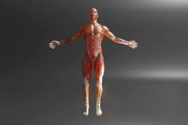 人間の解剖学的可視化 — ストック写真