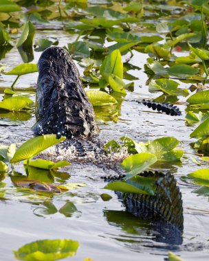 Amerikan Florida Everglades titreşim aracılığıyla su kabarcıkları su kasalama tarafından çiftleşme ritüeli gerçekleştirmek timsah (Alligator Mississippiensis) 